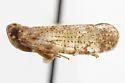 Cixius chisosus
