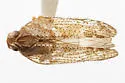 Cixius chisosus - photo 2