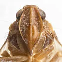 Cixius chisosus - photo 3