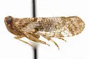 Cixius chisosus - photo 4