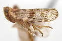 Cixius cinctus