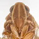 Cixius cinctus - photo 3