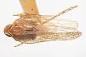 Cixius clitellus - photo 2