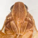 Cixius clitellus - photo 3