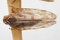 Cixius clitellus - photo 4