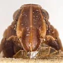 Cixius clitellus - photo 5