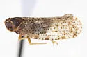 Cloudy-tipped Cixius