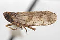 Cloudy-tipped Cixius - photo 4