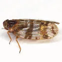 Cixius comptus