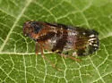 Cixius comptus - photo 2