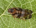 Cixius comptus - photo 3