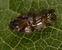 Cixius comptus - photo 4