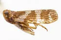 Cixius comptus - photo 5