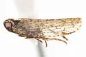 Cixius cultus