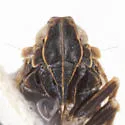 Cixius cultus - photo 3
