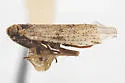 Cixius cultus - photo 4