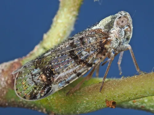 banded lacehopper