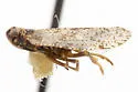 Cixius evexus