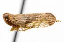 Cixius knulli