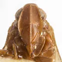 Cixius knulli - photo 3
