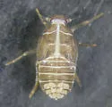 Cixius meridionalis