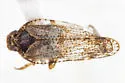 Cixius meridionalis - photo 4