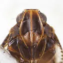 Cixius meridionalis - photo 5
