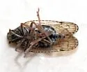 Cixius misellus - photo 2