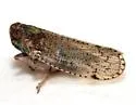 Cixius misellus - photo 3