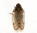 Cixius misellus - photo 4