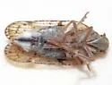 Cixius misellus - photo 5