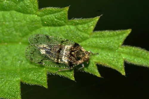 Cixius nervosus