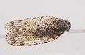 Cixius pini