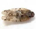 Cixius pini - photo 4