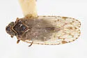 Cixius praecox - photo 2