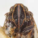 Cixius praecox - photo 3