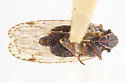 Cixius praecox - photo 4