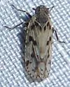 Cixius praecox - photo 5