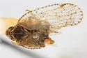 Cixius procrustes