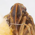 Cixius procrustes - photo 2