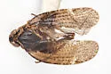 Cixius procrustes - photo 4
