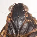 Cixius procrustes - photo 5