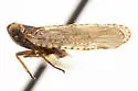 Cixius prodotes