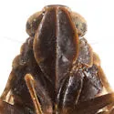 Cixius prodotes - photo 3