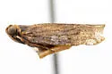 Cixius prodotes - photo 4