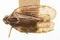 Cixius prodotes - photo 5