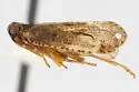 Cixius quebecensis