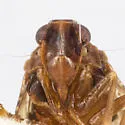 Cixius quebecensis - photo 3