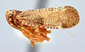 Cixius quebecensis - photo 4