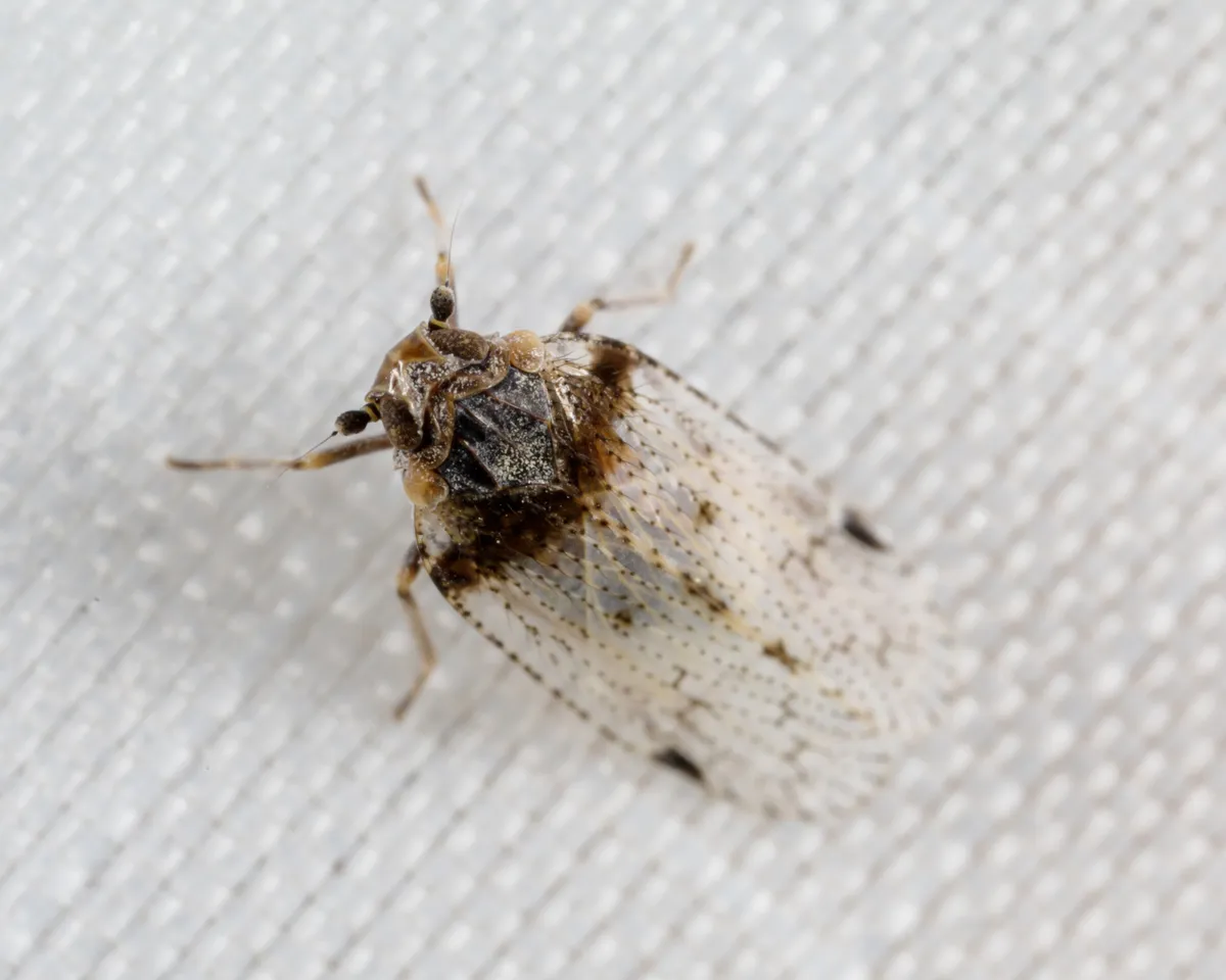 Cixius stigmatus - photo 2